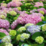 Hydrangea musim panas tanpa henti berdaun besar