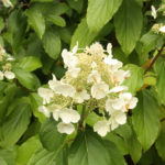 Hydrangea paniculata Kyushu