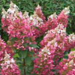 Hydrangea paniculata Pinky Winky