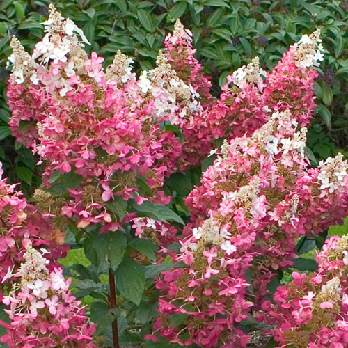 Hydrangea paniculata Pinky Winky