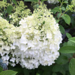 Hydrangea paniculata Bobo (Bobo)