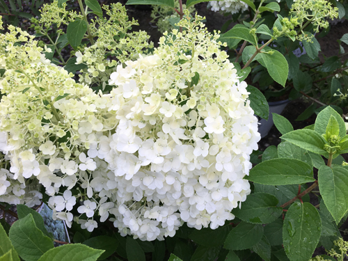 Hydrangea paniculata Bobo (Бобо)