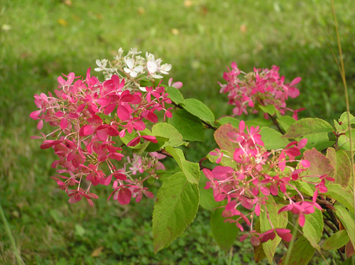 Hydrangea paniculata יהלום רוז '