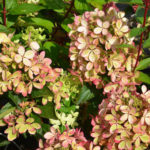 Hydrangea paniculata Pastel green