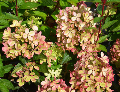 Hydrangea paniculata Пастелно зелено