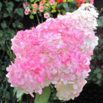 Ροζ κυρία Hydrangea paniculata