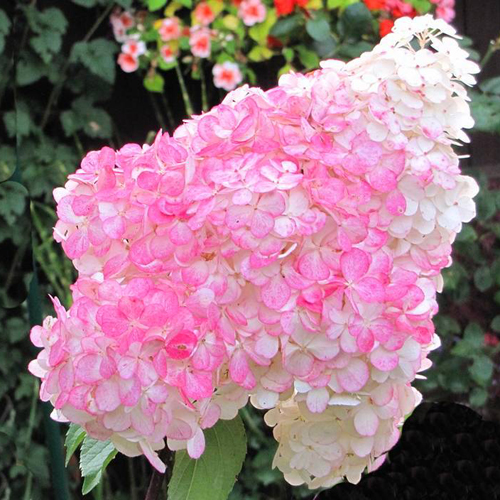 Hydrangea paniculata Pink lady