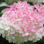 Hydrangea paniculata Βανίλια Fraise