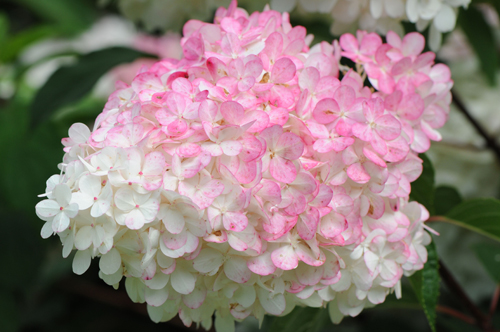 Hydrangea paniculata Βανίλια Fraise