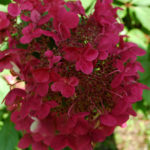 Το Hydrangea paniculata Wim's red