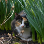 How to keep cats away from garden beds?