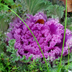 Is it okay to eat ornamental cabbage?