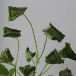 Why do geranium leaves curl inward?