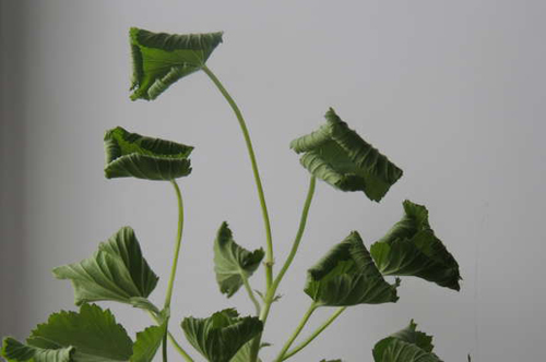 Why do geranium leaves curl inward?