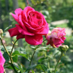 Rose Big ungu (Ungu besar)