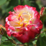 Rose Double glede