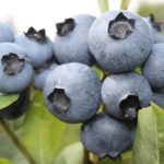 Blueberry variety Bonus