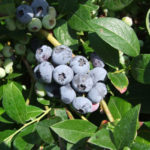 Elizabeth blueberry variety