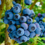 Sungai pelbagai Blueberry