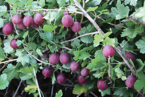 Gooseberry variety Pink 2