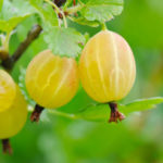 Gooseberry pelbagai kuning Rusia