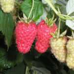 Raspberry variety Pride of Russia