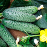 Cucumber variety Björn (F1)