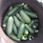 Cucumber variety Dirigent (F1)