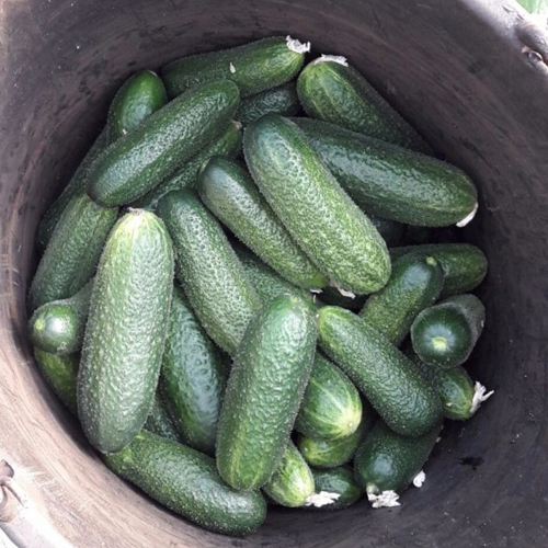 Cucumber variety Dirigent (F1)