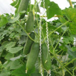 Cucumber variety Lukhovitsky (F1)