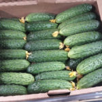 Cucumber variety Mamluk (F1)