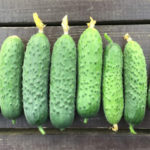 Cucumber variety Shosha (F1)