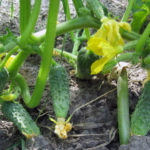 Cucumber variety Serpentine