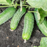 Cucumber variety Spino (F1)