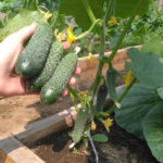 Cucumber variety Uranus (F1)