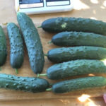 Cucumber variety Zozulenok (F1)