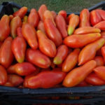 Tomato variety Banana