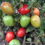 Tomato variety Fighter (Buyan)