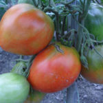 Danko tomato variety