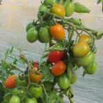 Tomatsort for barn