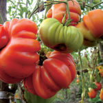 Tomato variety Mushroom basket