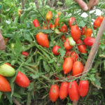 Pelbagai jenis tomato Kibitz