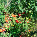 Tomatsort Lyubasha (F1)