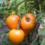 Tomatvarianter Honey Spas