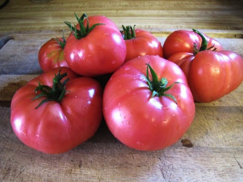 Tomato variety Mikado