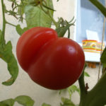 Tomato variety Rosemary (Rosamarin)