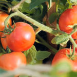 Tomato variety Verochka (F1)