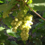 Grape variety Aleshenkin (Alyosha)