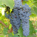 Grape variety Amur breakthrough (One)