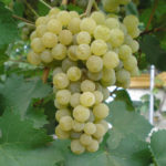 Grape variety Citron Magaracha